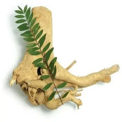 Tongkat Ali | تونغكات علي