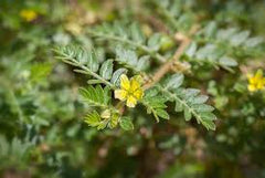 Tribulus terrestris | تريبولوس